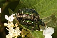 Cetonia aurata