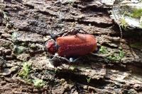 Pyrrhidium sanguineum