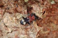 Thanasimus formicarius