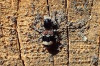 Clerus mutillarius