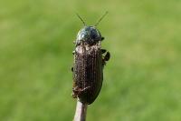 Selatosomus latus