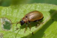 Lochmaea capreae