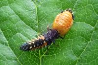 Harmonia axyridis