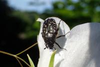 Oxythyrea funesta