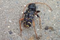 Plagionotus arcuatus