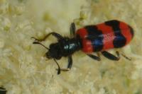 Trichodes apiarius