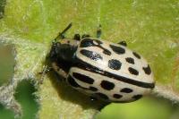 Chrysomela vigintipunctata