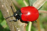 Chrysomela populi