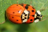 Harmonia axyridis