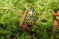 Chrysomela vigintipunctata
