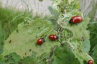 Chrysomela populi