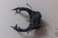 Lucanus cervus