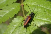 Anastrangalia dubia