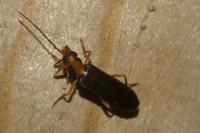 Nacerdes carniolica