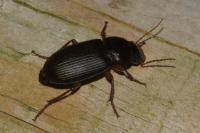 Pseudoophonus rufipes