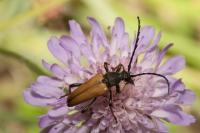 Stictoleptura fulva