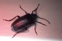 Prionus coriarius