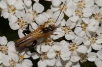Oedemera femorata