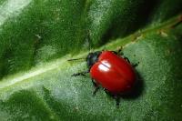 Chrysomela populi
