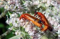 Rhagonycha fulva