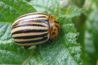 Leptinotarsa decemlineata