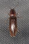 Stenagostus rhombeus
