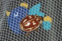Myzia oblongoguttata