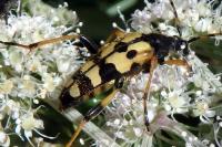 Stenurella melanura