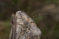 Acanthocinus reticulatus