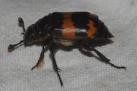 Nicrophorus interruptus