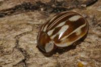 Myzia oblongoguttata