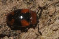 Mycetina cruciata