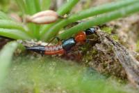 Paederus riparius