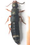 Platydracus fulvipes