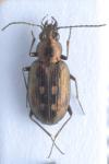 Bembidion litorale