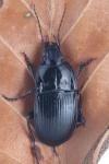 Abax ovalis