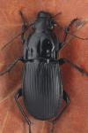 Abax parallelepipedus
