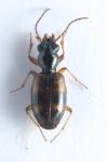 Bembidion articulatum