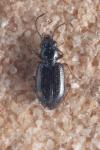 Bembidion octomaculatum