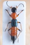 Paederus riparius