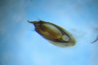 Paederus riparius