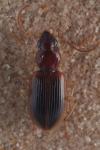Paranchus albipes