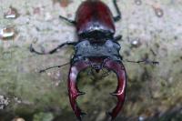 Lucanus cervus