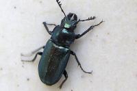 Platycerus caraboides