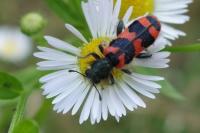 Trichodes alvearius