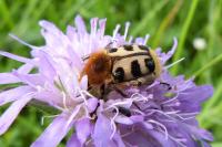 Trichius gallicus