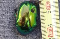 Cetonischema speciosissima