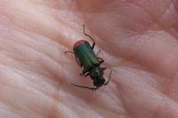 Malachius bipustulatus