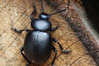 Timarcha tenebricosa