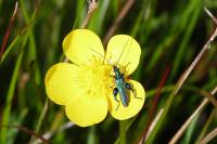 Oedemera